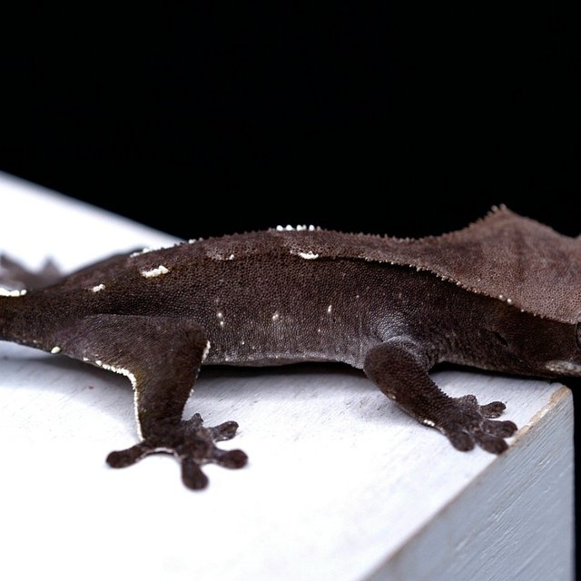 Axanthic