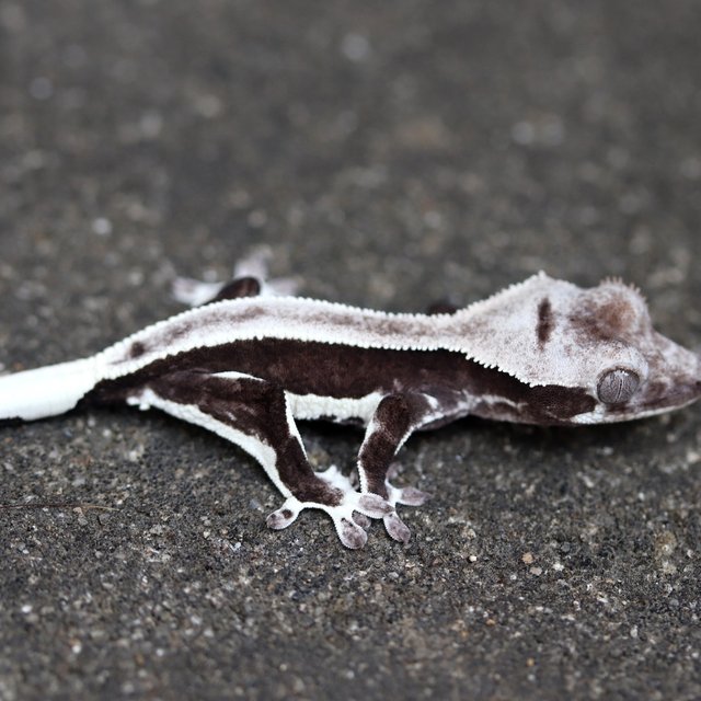 Axanthic