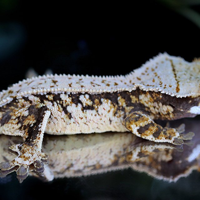 100% Het Axanthic