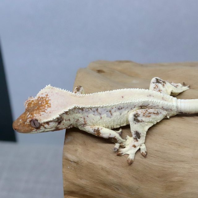 릴리 세이블
