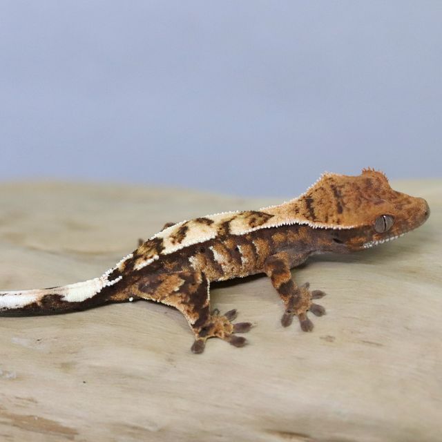 세이블