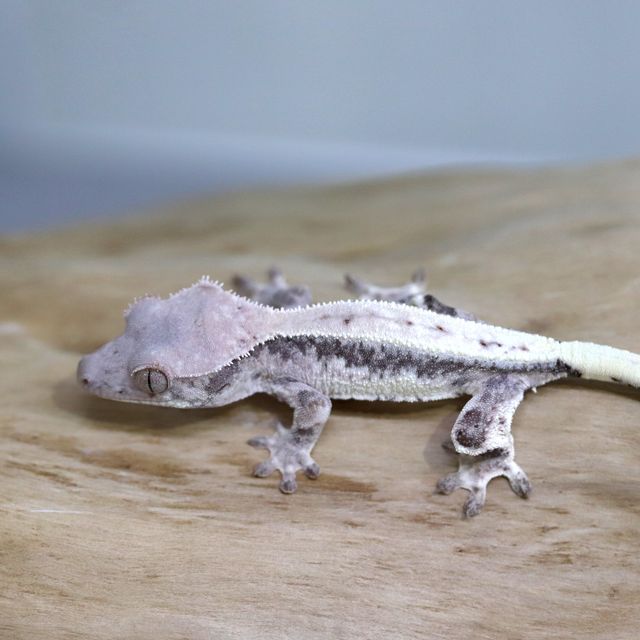 릴리 세이블