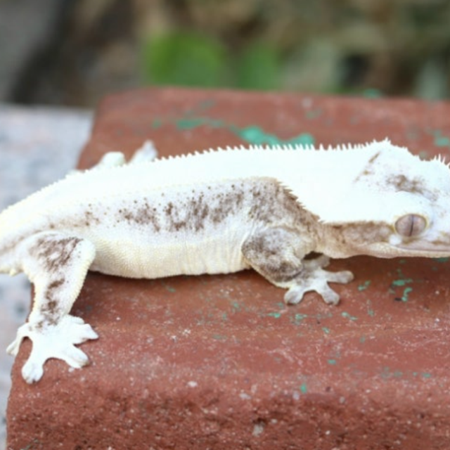 릴잔틱