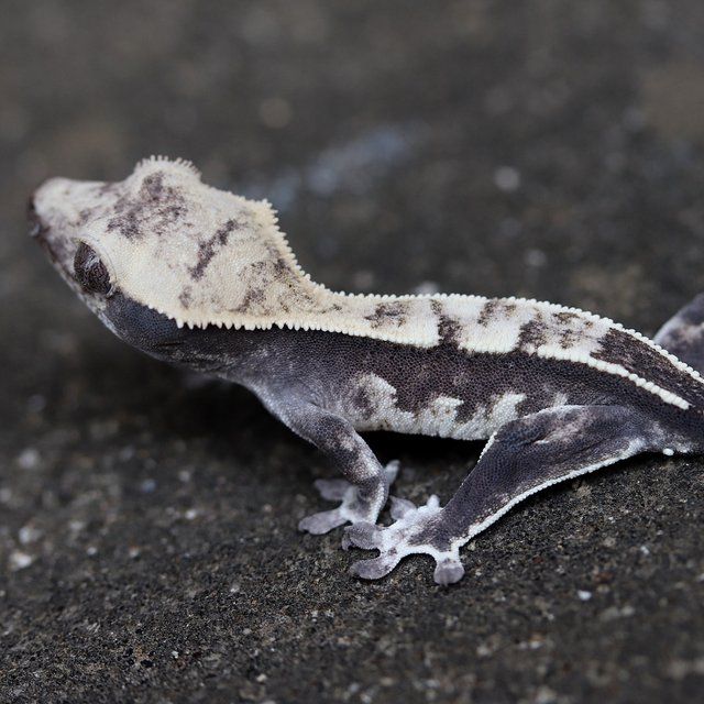 Axanthic
