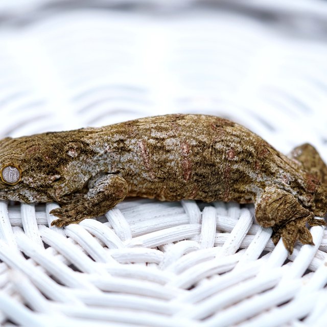 Friedel Het melanistic GTX
