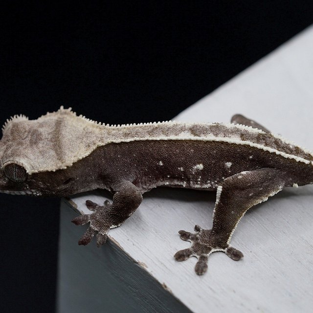 Axanthic