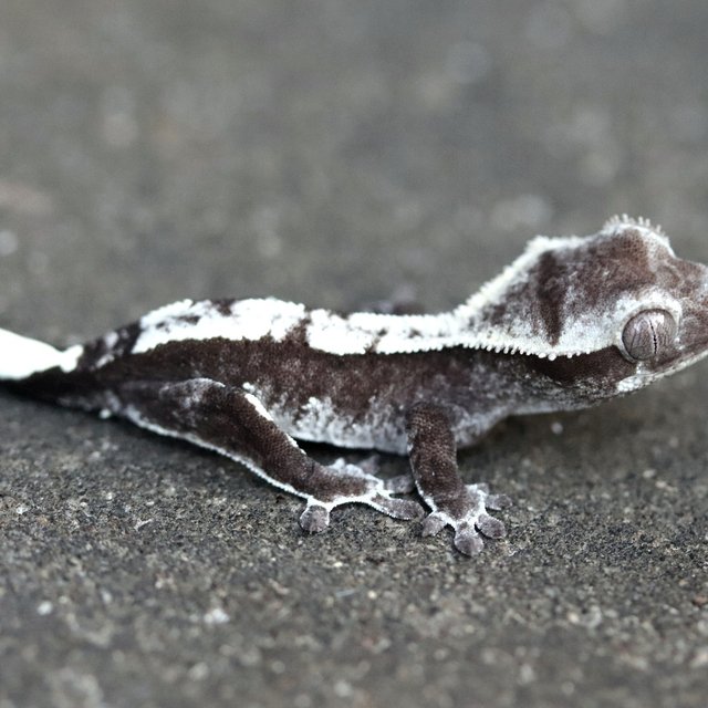 Axanthic