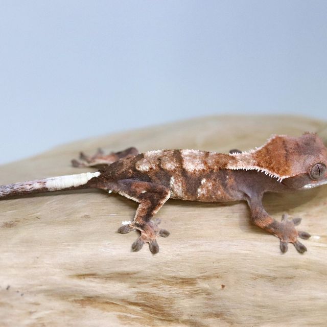 세이블