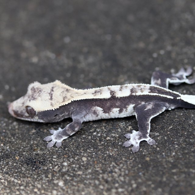 Axanthic