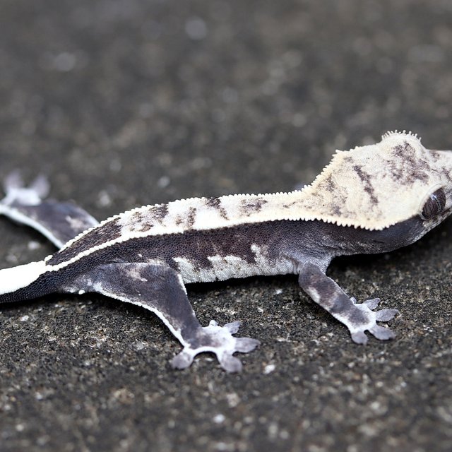 Axanthic