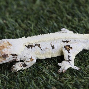 릴리화이트 솔리드백