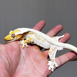 트라이 릴리화이트