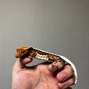 트라이 쿼드 화이트핀 텐저린