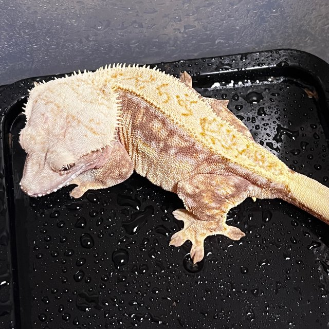 쿼드 드리피 화이트스팟