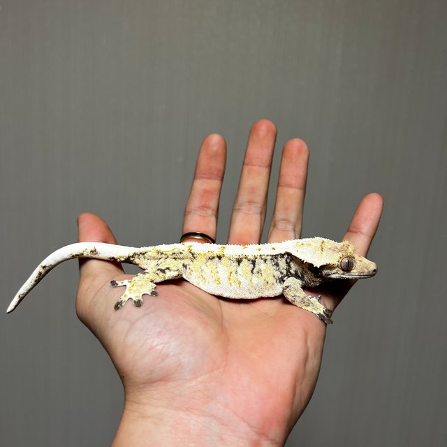 트라이 드리피 화이트스팟