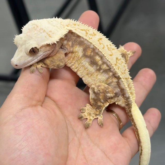 쿼드 드리피 화이트스팟