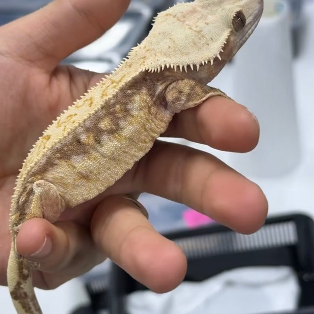 쿼드 드리피 화이트스팟