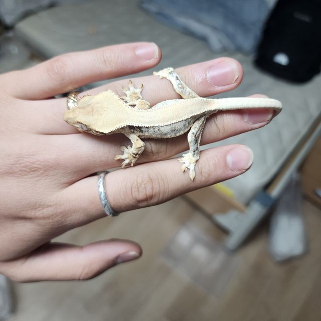 릴리화이트