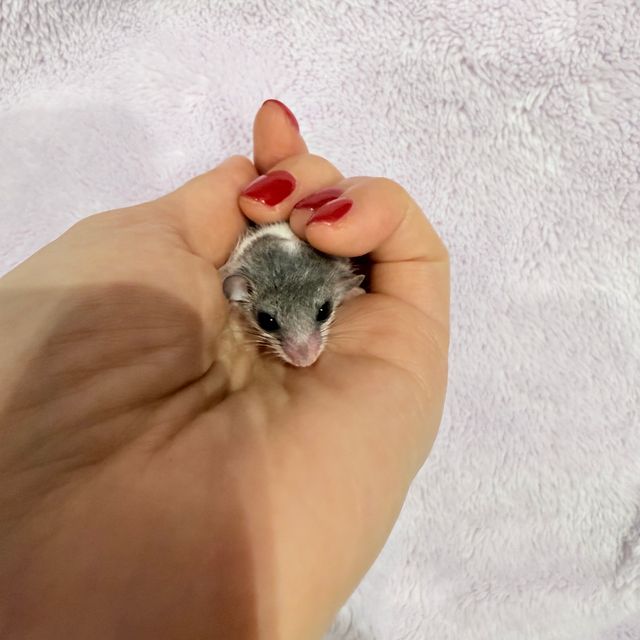 오레오 파이드