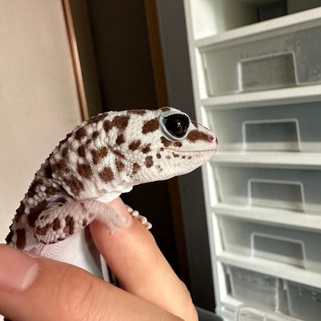 오레오 패턴리스 화이트아웃