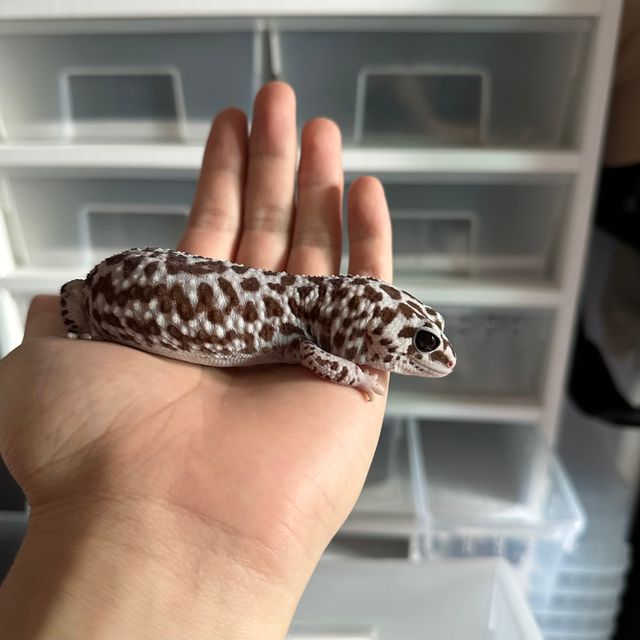오레오 패턴리스 화이트아웃