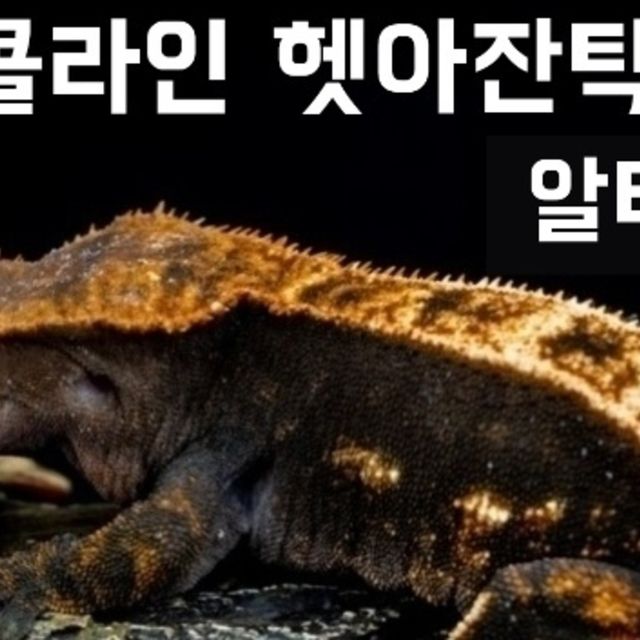 100%헷아잔틱 다크 챠콜