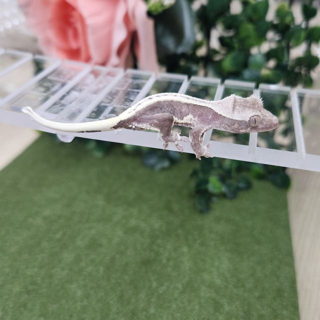 릴잔틱