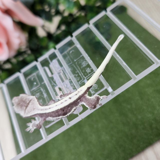 릴잔틱