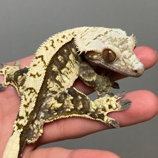 크랑