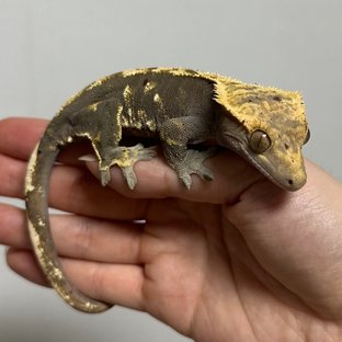 다크 플레임 노멀 달마시안