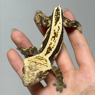 노멀 풀핀 쿼드 다크