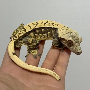 핀스트라이프 쿼드 화이트포트홀 다크 노멀