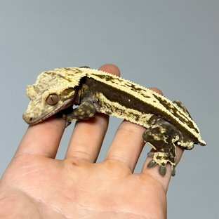 노멀 풀핀 쿼드 다크