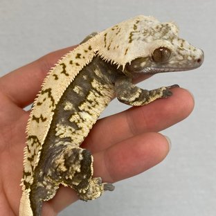 크랑