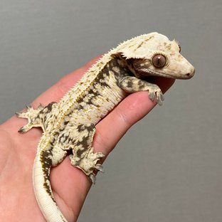 노멀 화이트핀 화이트크라운 드리피 쿼드 슈퍼스트라이프