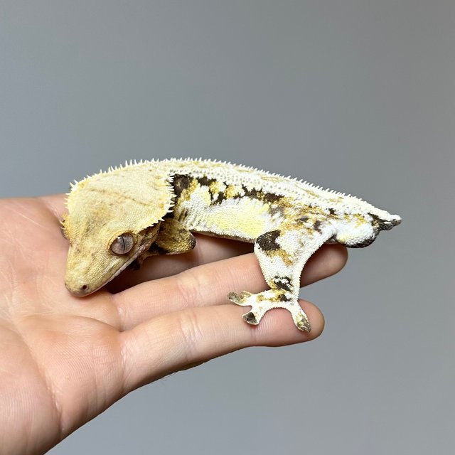 릴리화이트 트라이 풀핀