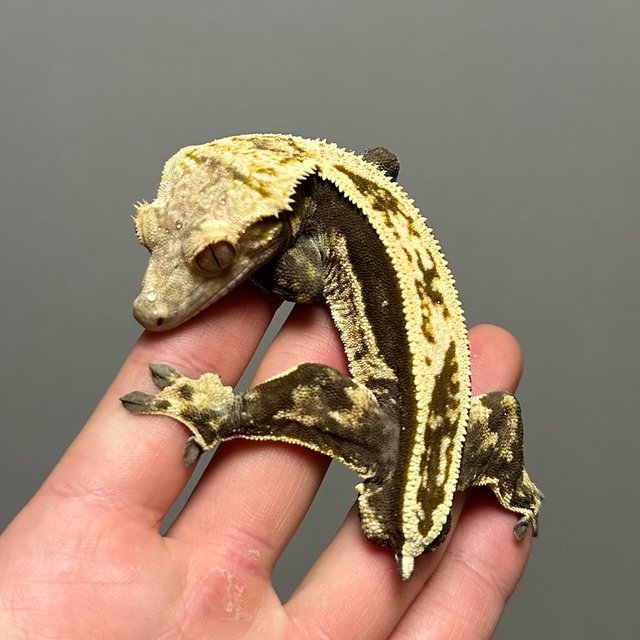 노멀 풀핀 쿼드 다크 슈퍼스트라이프