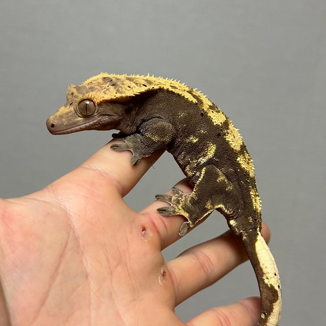 다크 플레임 노멀 달마시안