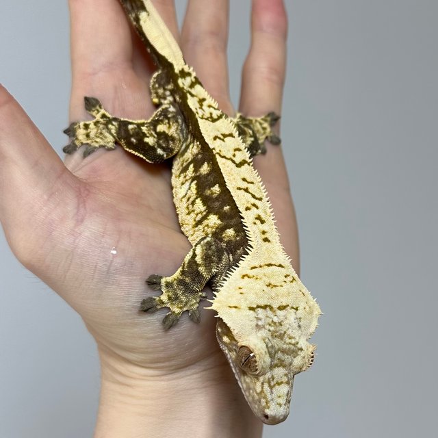 핀스트라이프 쿼드 화이트포트홀 다크 노멀