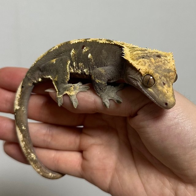 다크 플레임 노멀 달마시안