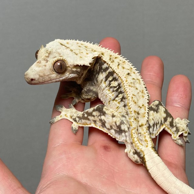 노멀 화이트핀 화이트크라운 드리피 쿼드 슈퍼스트라이프