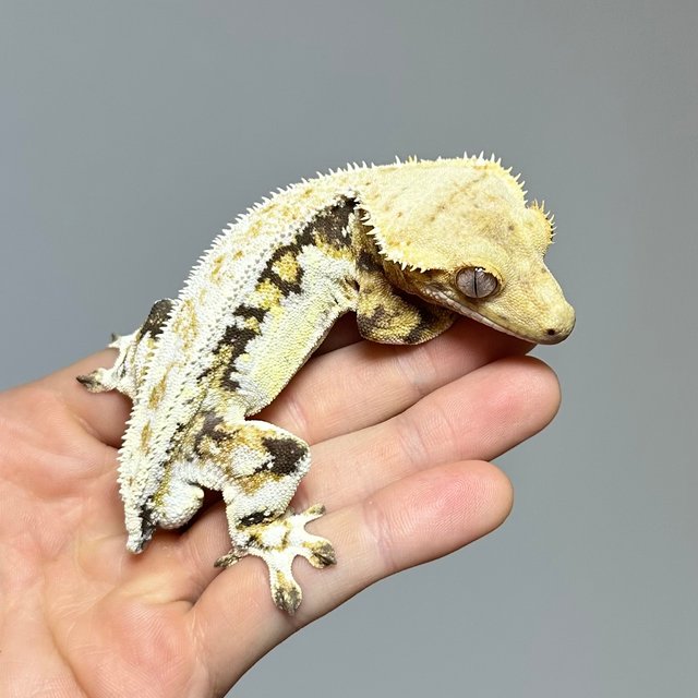 릴리화이트 트라이 풀핀