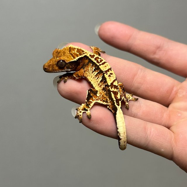 트라이 화이트크라운 텐저린 노멀