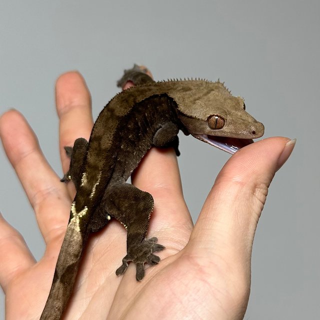 다크 카푸치노 패턴리스