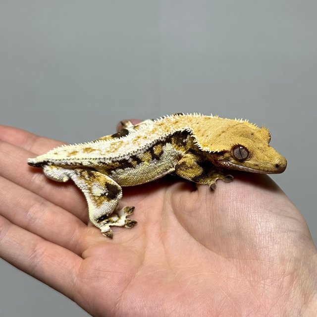 릴리화이트 트라이 풀핀