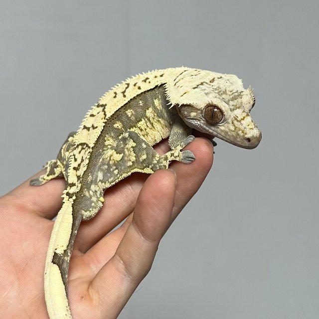 핀스트라이프 쿼드 화이트포트홀 다크 노멀