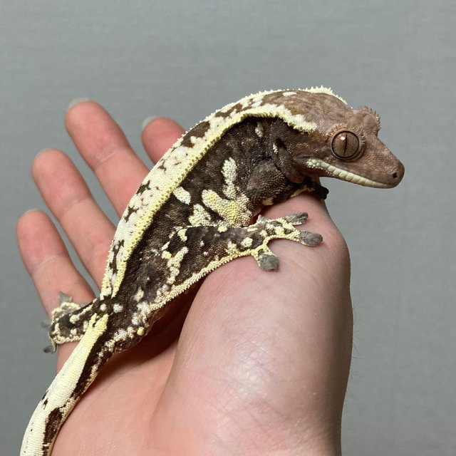 카푸치노 트라이 쿼드 화이트크라운 다크