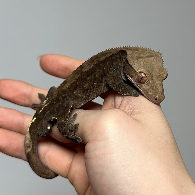 다크 카푸치노 패턴리스