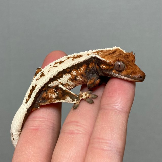 세이블 쿼드 풀핀 화이트크라운 텐저린