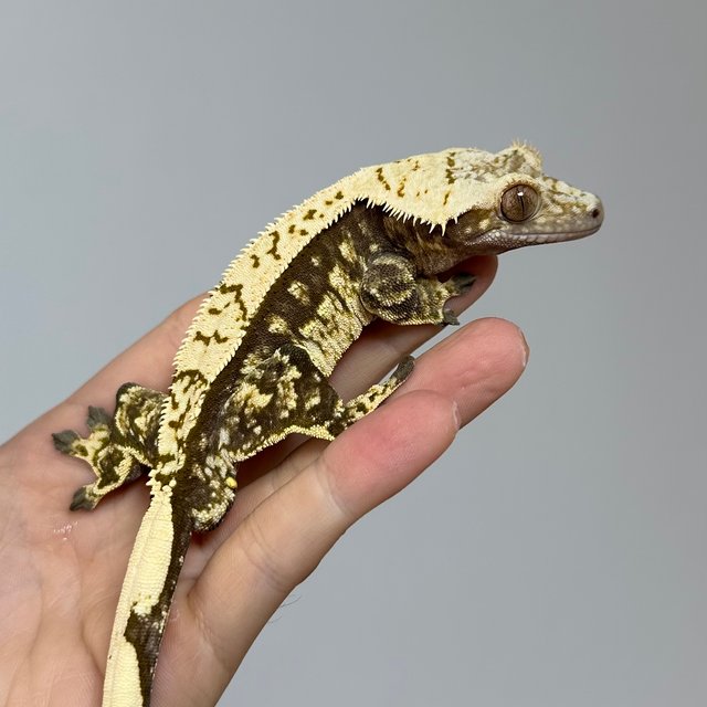 핀스트라이프 쿼드 화이트포트홀 다크 노멀